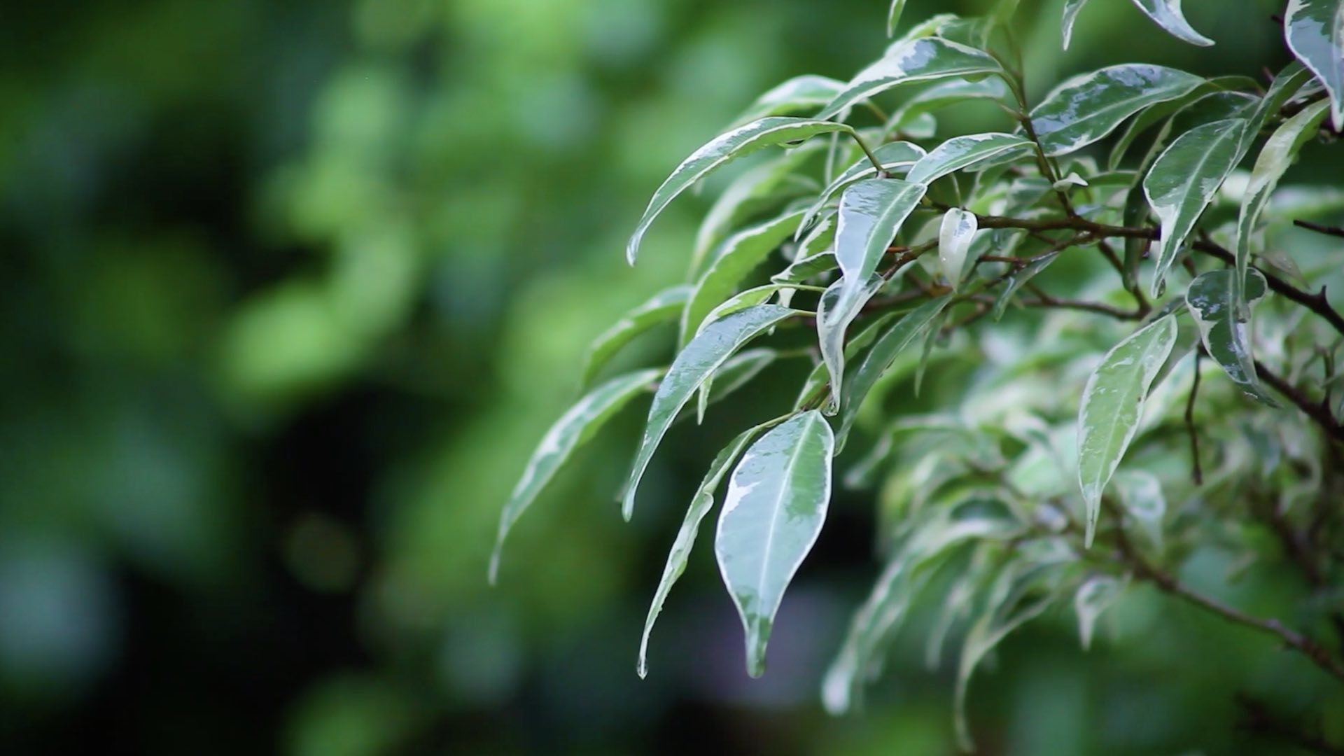 picture of plant